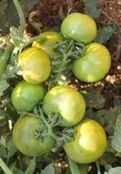 Light Green Tomato Solanum lycopersicum seeds for garden planting